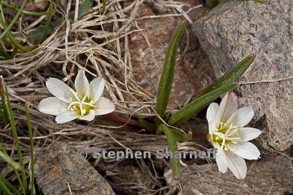 lewisia nevadensis 2 graphic